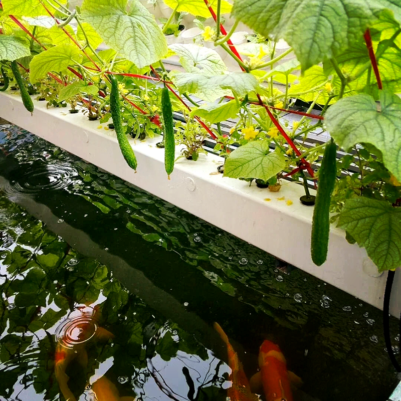 无锡市智慧农业鱼菜共生 - 哪里好